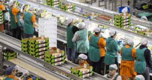 SE REQUIEREN EMPACADORES PARA DIFERENTES PUESTOS DE TRABAJO Postula ahora vacantes limitadas.