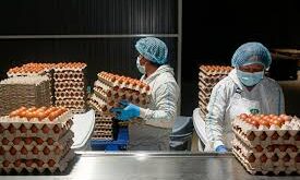 EMPACADORES DE HUEVOS + 20 VACANTES DISPONIBLES